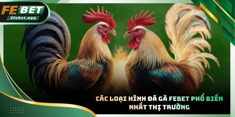 Hình thức thi đấu cựa sắt mang lại cảm giác kịch tính cao