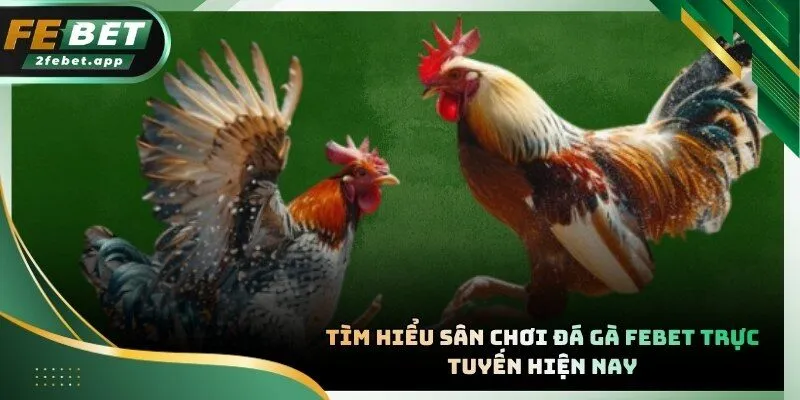 Không gian đấu đá sôi động tại các trường gà uy tín nhất 2026