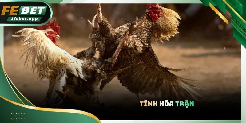 Kết quả hòa rất hiếm khi xảy ra trong các trận đấu đá gà Thomo