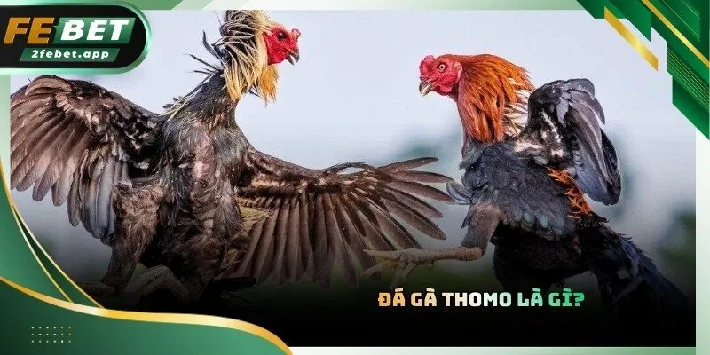 Đấu trường Thomo là thánh địa giải trí của các kê thủ trong năm 2026