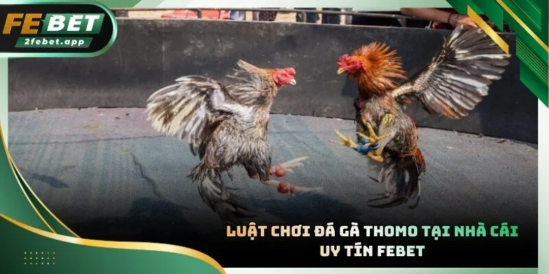 Chiến kê được kiểm tra kỹ lưỡng trước khi vào sân thi đấu