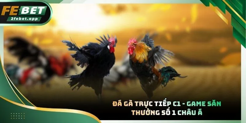 Đá Gà Trực Tiếp C1
