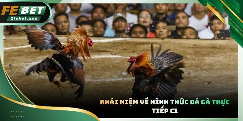 Đá gà trực tiếp C1 quy tụ những chiến kê hàng đầu châu Á hiện nay