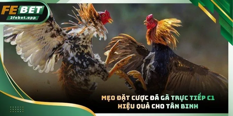 Kiểm tra lịch sử thi đấu giúp nâng cao tỷ lệ thắng cược trực tuyến