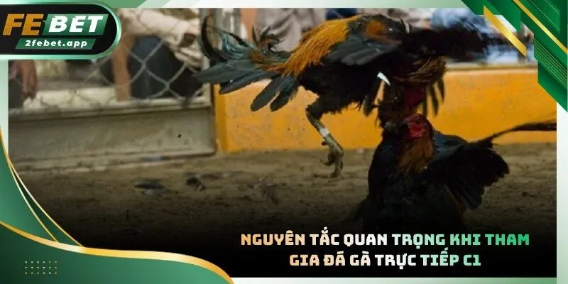 Sư kê cần kiểm tra sức khỏe gà chiến trước khi lâm trận chiến đấu