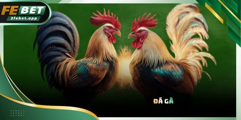 Sảnh đá gà FEBET mang lại giây phút kịch tính với các chiến kê dũng mãnh
