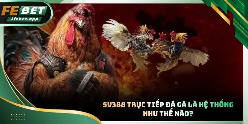 SV388 trực tiếp đá gà kết nối người chơi với trường chọi kê thực sự