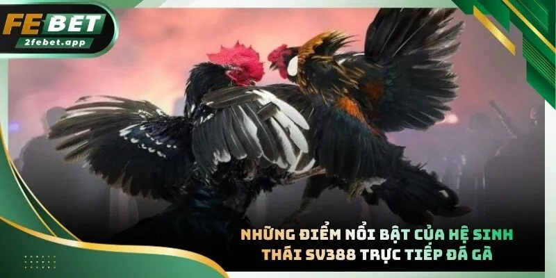 Giao diện livestream sắc nét hỗ trợ thợ săn soi kèo chính xác